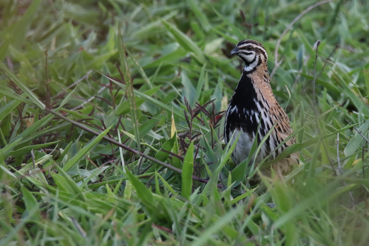 Rain Quail - ML596262431