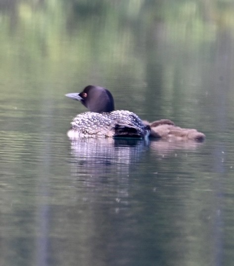 Common Loon - Bird Smith