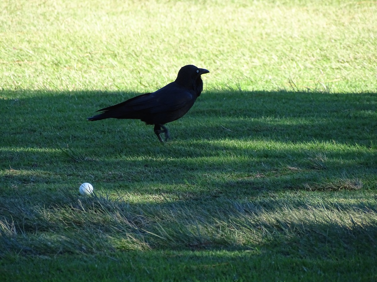 Australian Raven - ML59626251