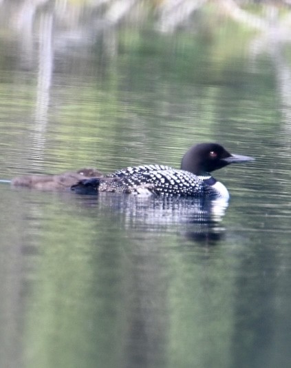 Common Loon - Bird Smith