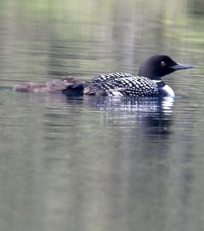 Common Loon - Bird Smith