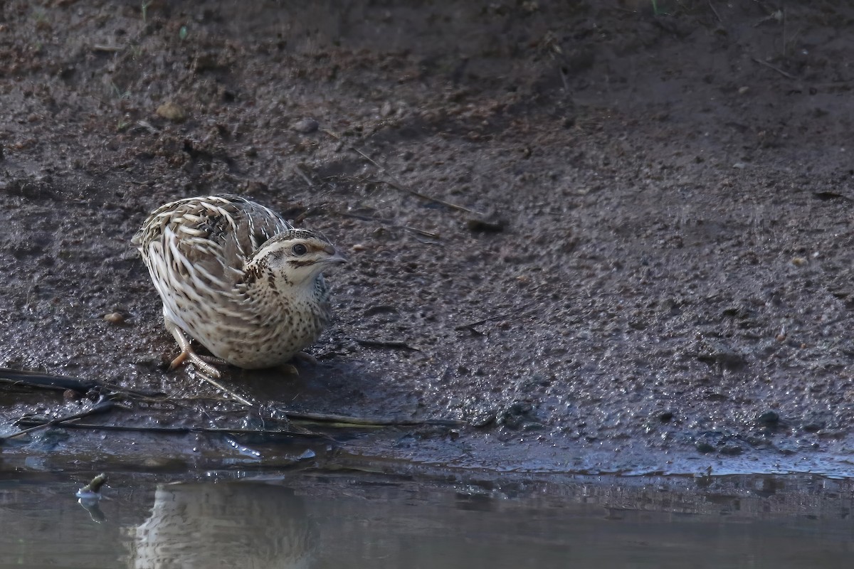 Rain Quail - Jens Toettrup