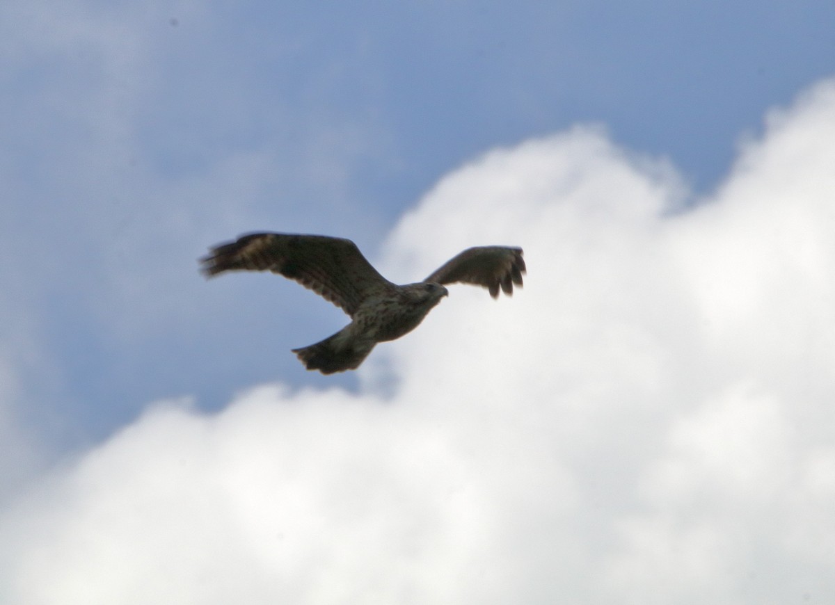 Red-shouldered Hawk - ML596262681