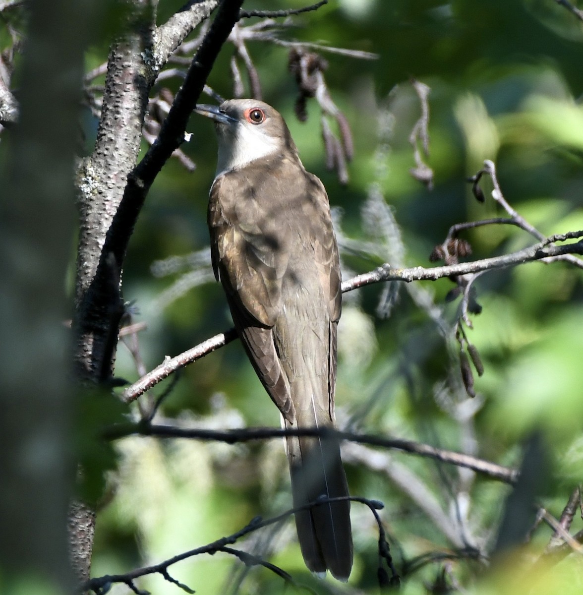 Black-billed Cuckoo - ML596263281