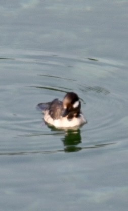 Bufflehead - ML596263371