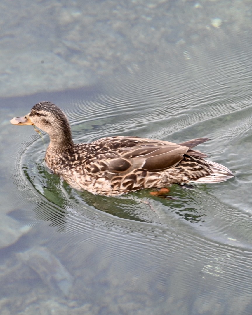 Mallard - Bird Smith