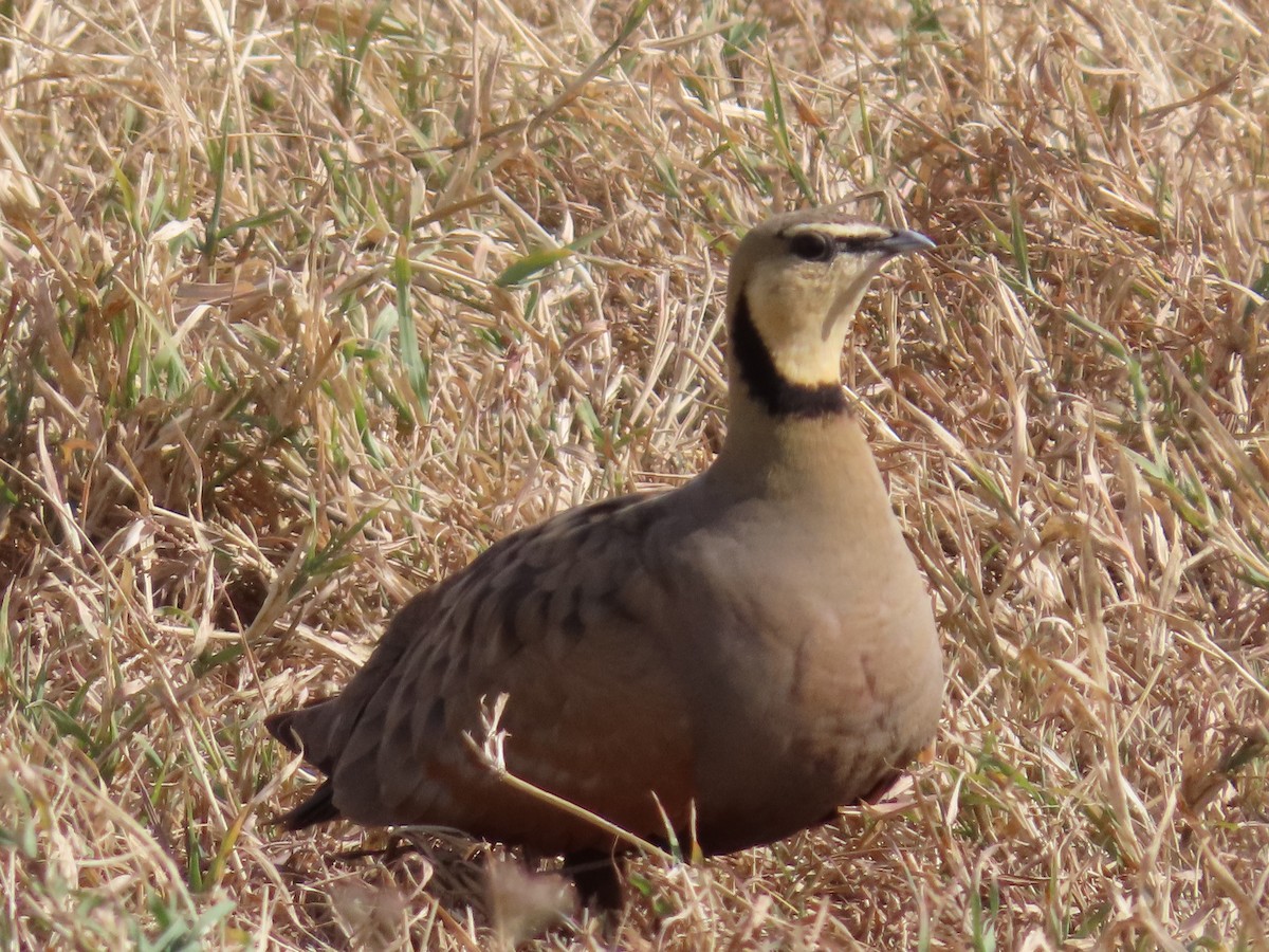 Yellow-throated Sandgrouse - ML596263851