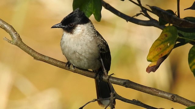 Bulbul cul-d'or - ML596264661