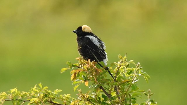 bobolink americký - ML596265061