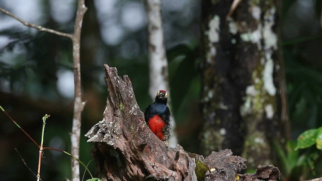 Yellow-tufted Woodpecker - ML596265511