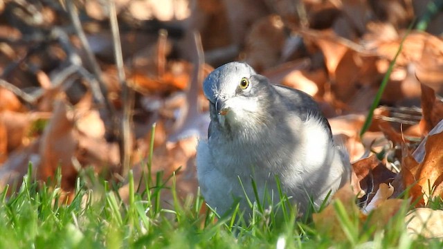 Northern Mockingbird - ML596265761