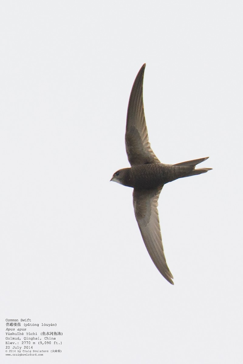 Common Swift - ML59626581