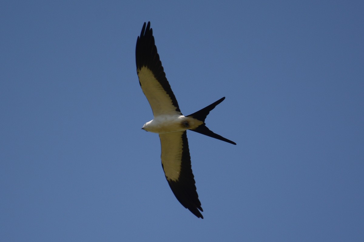 Swallow-tailed Kite - ML596266071