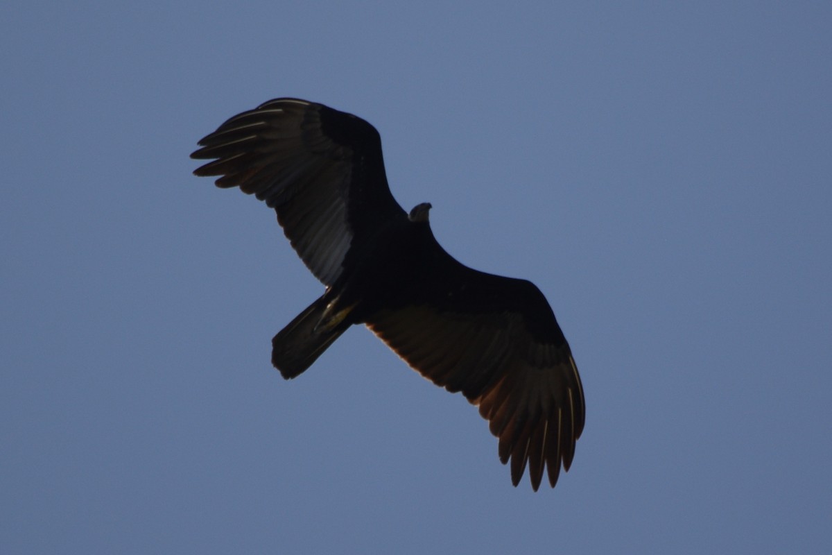 Greater Yellow-headed Vulture - ML596266241