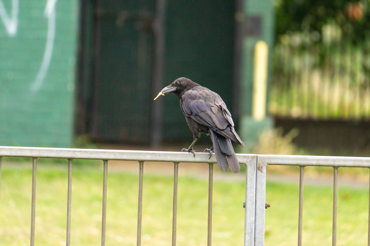 Carrion Crow - ML596266261