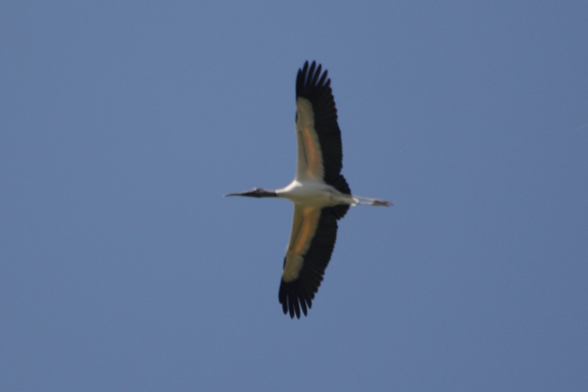 Wood Stork - ML596266271