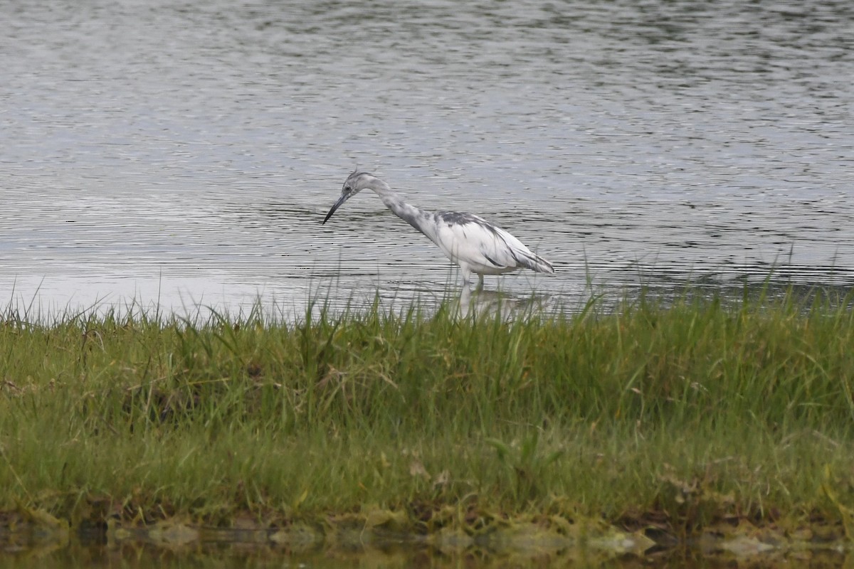 Little Blue Heron - Ted Bradford