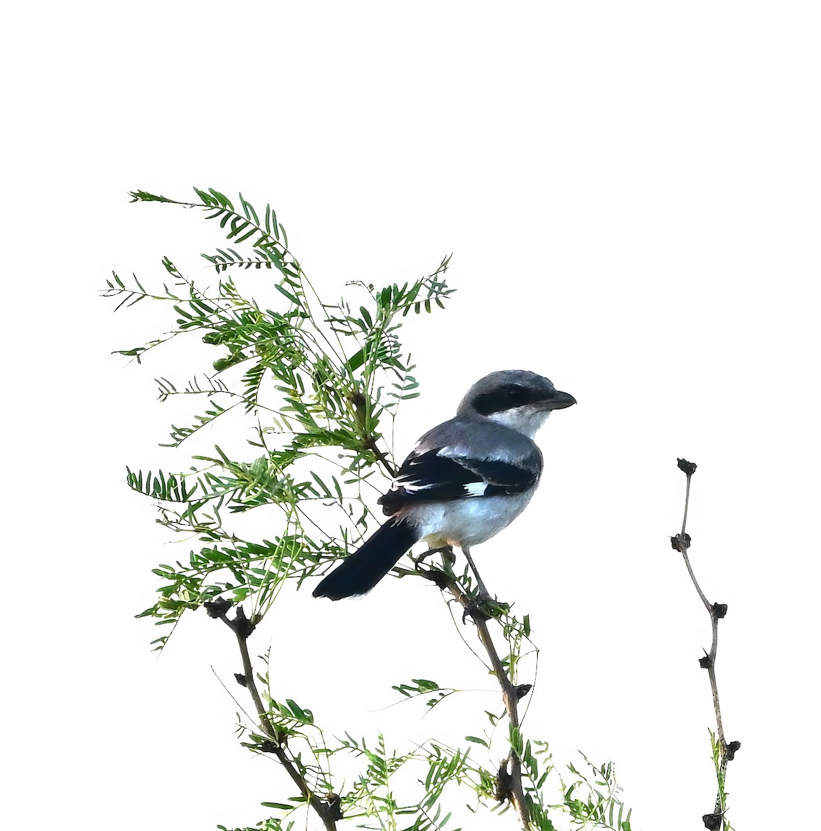 Loggerhead Shrike - ML596266751