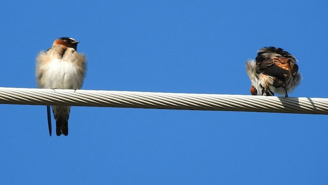 Cliff Swallow - ML596266891