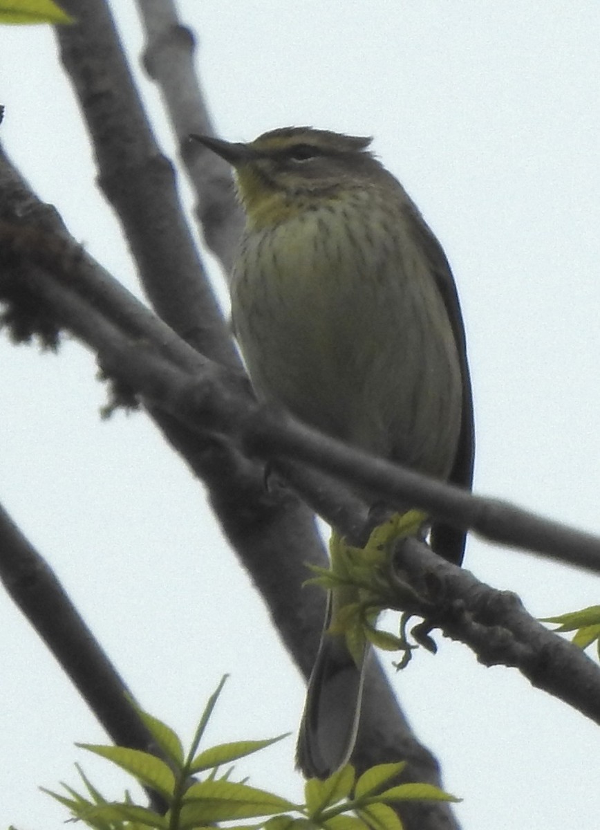 Palm Warbler - ML596266911