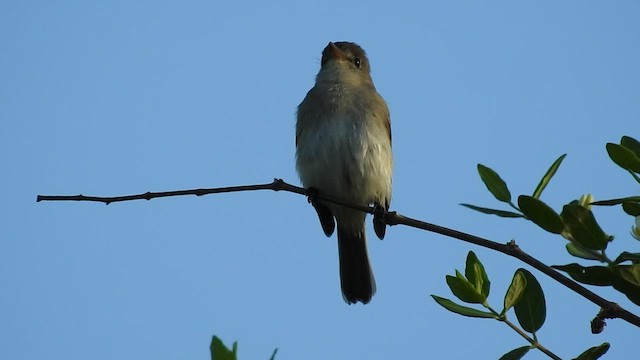 Willow Flycatcher - ML596267081