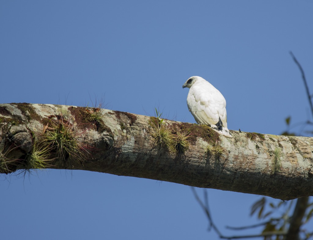 White Hawk - Volkov Sergey