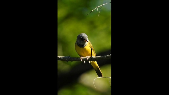 Mourning Warbler - ML596267321