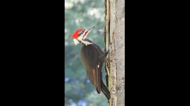 Pileated Woodpecker - ML596267491
