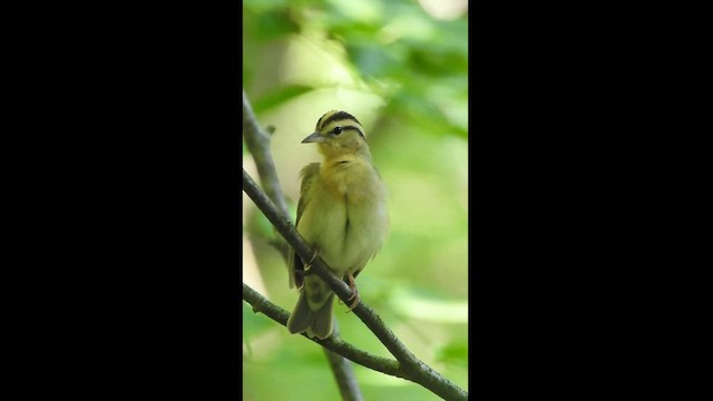 Worm-eating Warbler - ML596267651