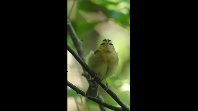 Worm-eating Warbler - ML596267661