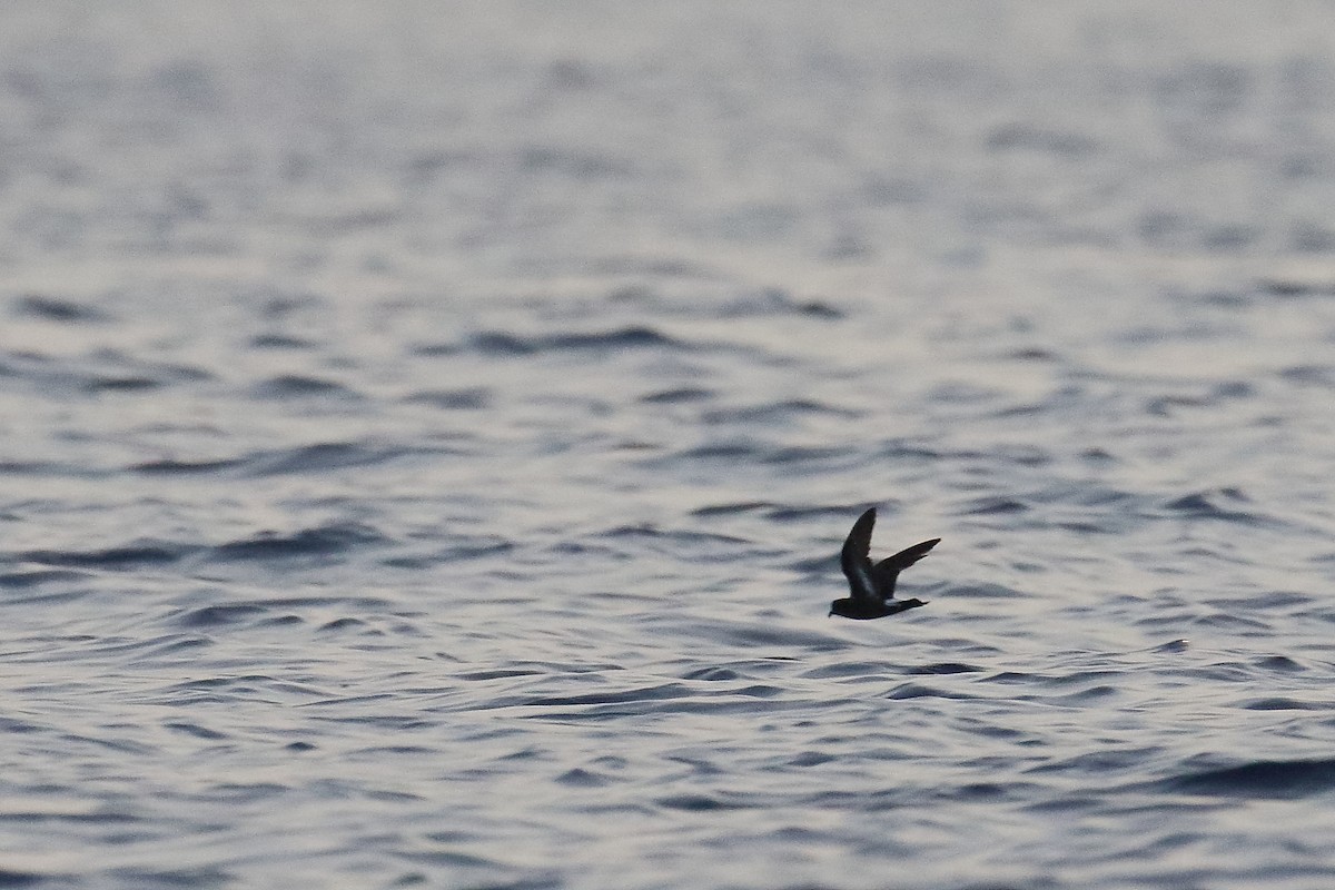 European Storm-Petrel - ML596267851