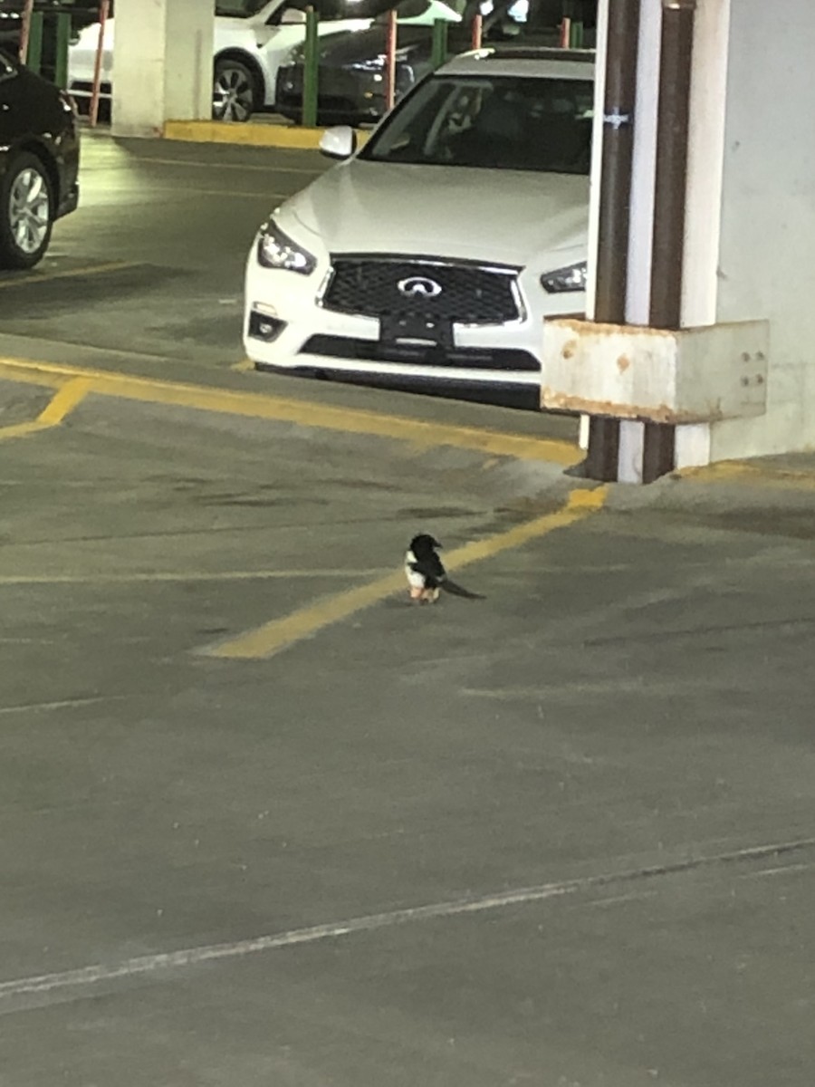 Black-billed Magpie - ML596268051