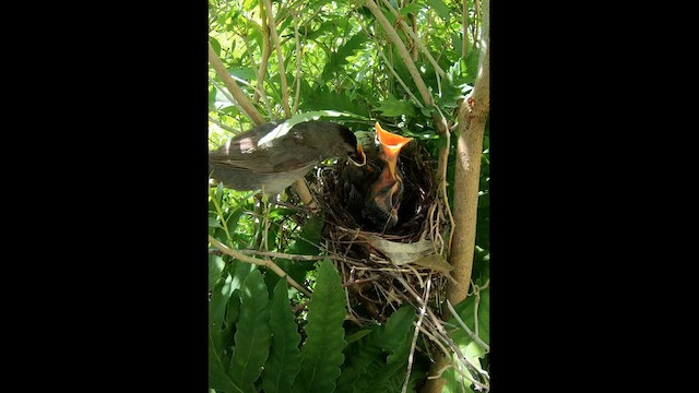 Gray Catbird - ML596269231