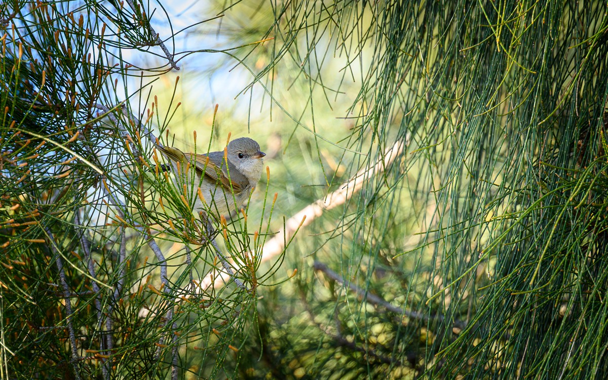 Golden Whistler - Shane Francis