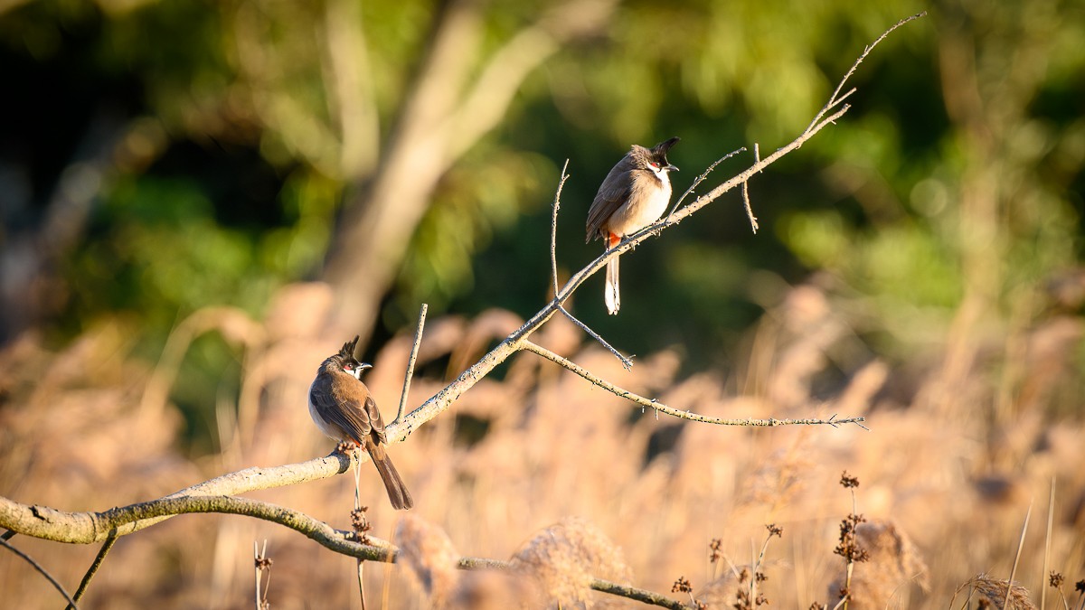 Red-whiskered Bulbul - Shane Francis