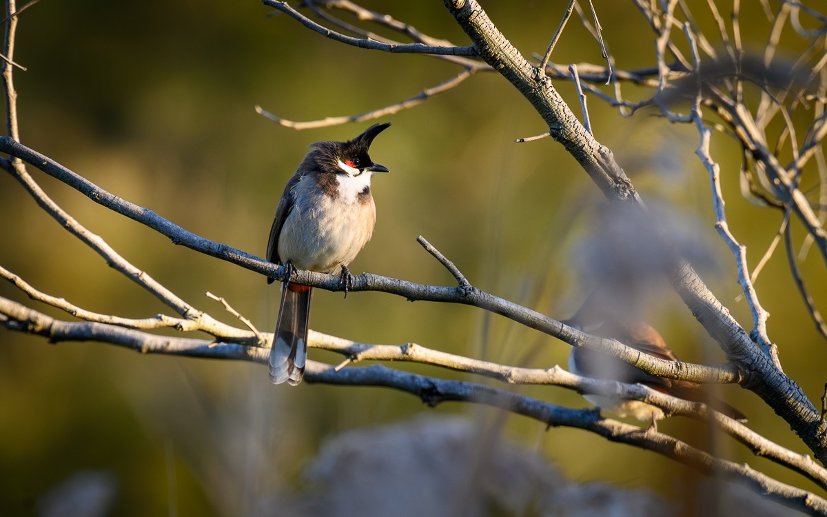 Red-whiskered Bulbul - Shane Francis