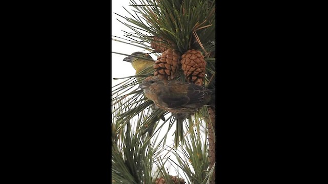 Bec-croisé des sapins - ML596270621