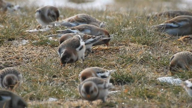 Plectrophane des neiges - ML596270651