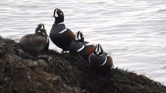 Harlequin Duck - ML596270991