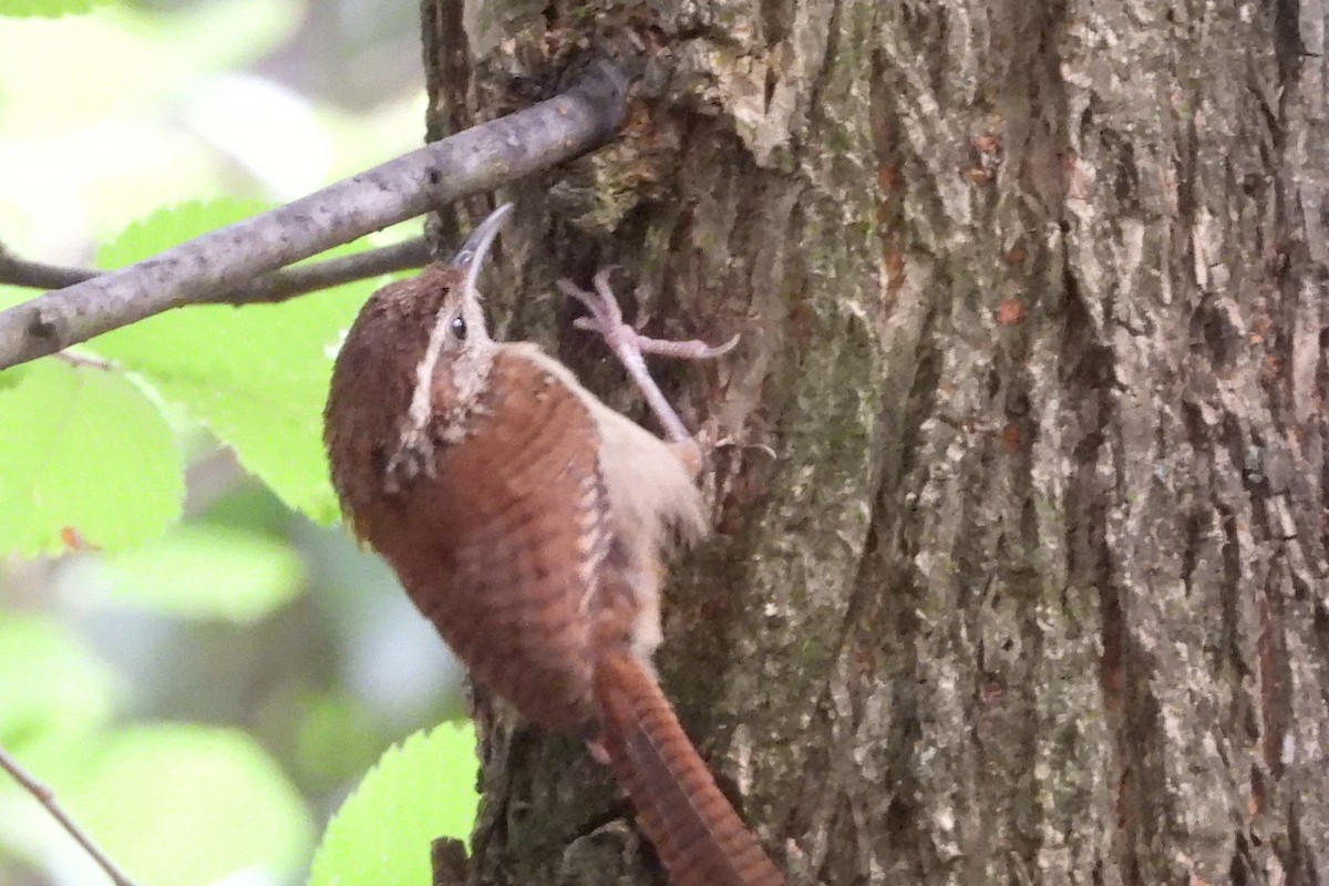 Carolina Wren - ML596271091