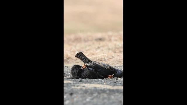 European Starling - ML596271781