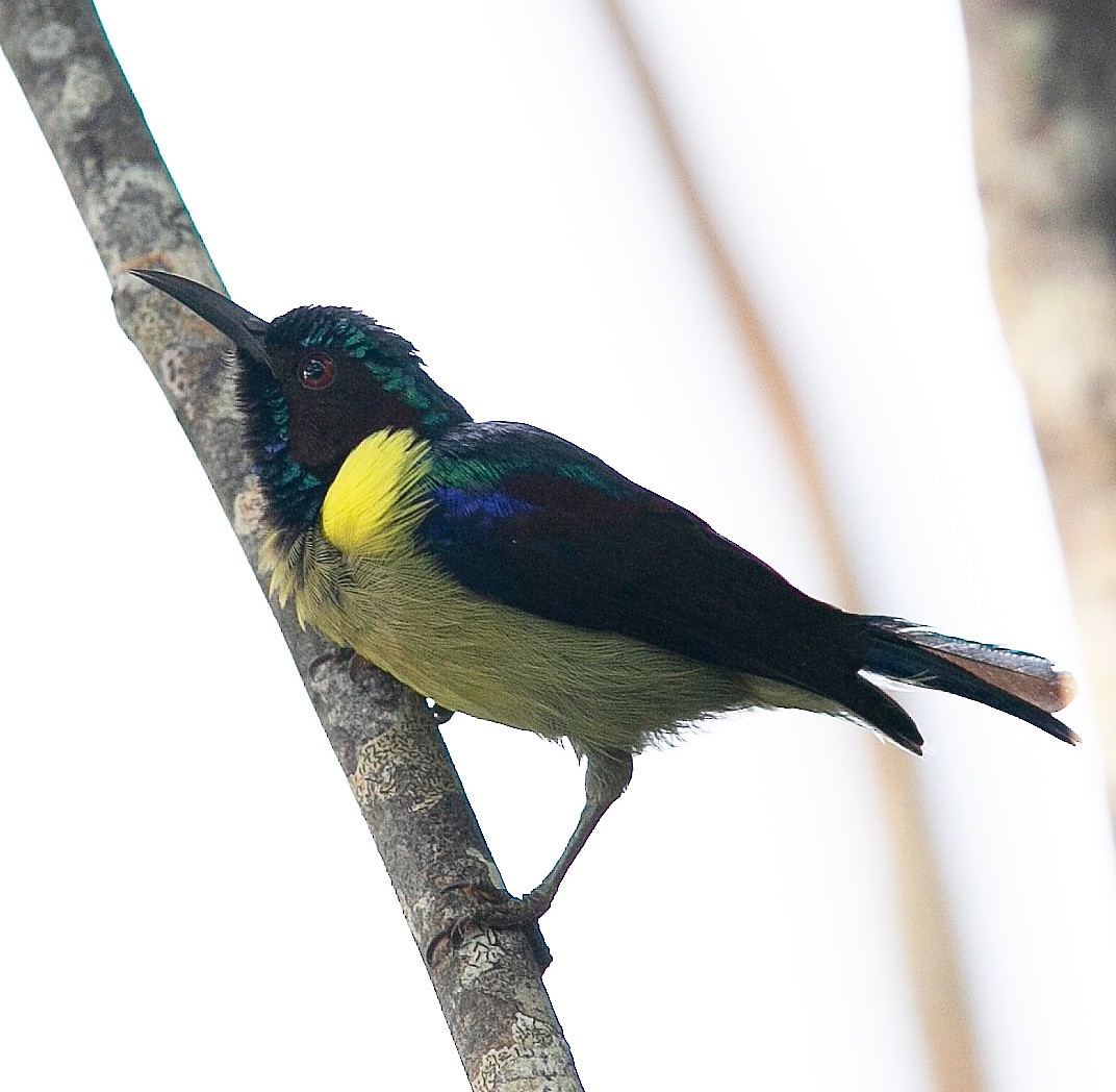 Gray-throated Sunbird - ML596272161