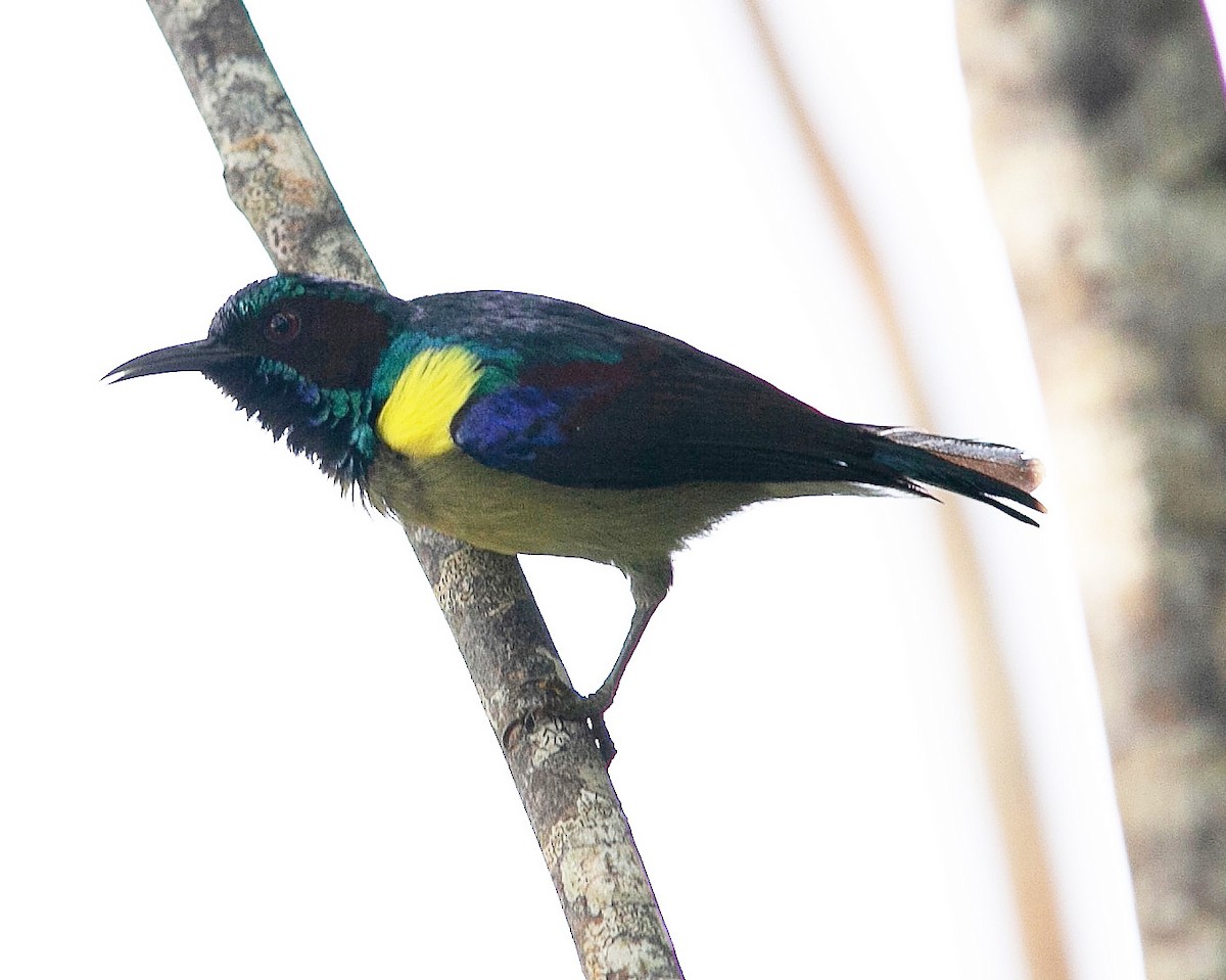 Gray-throated Sunbird - ML596272551