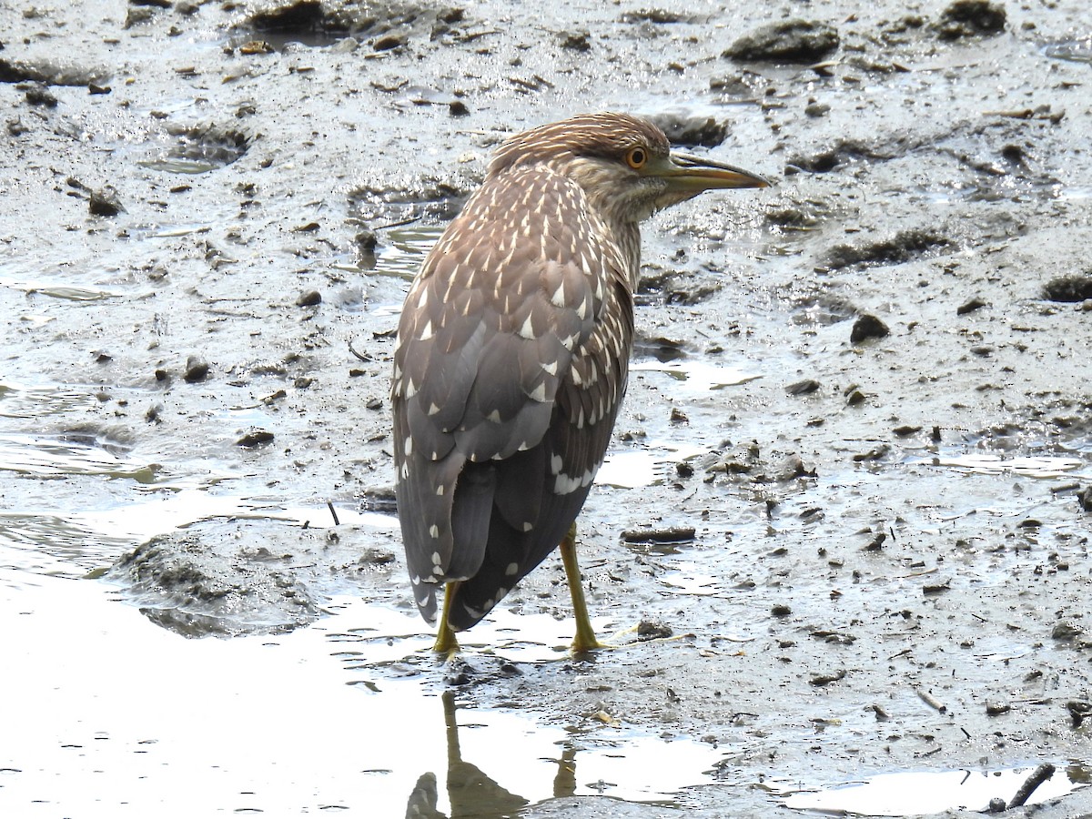 Black-crowned Night Heron - ML596272901