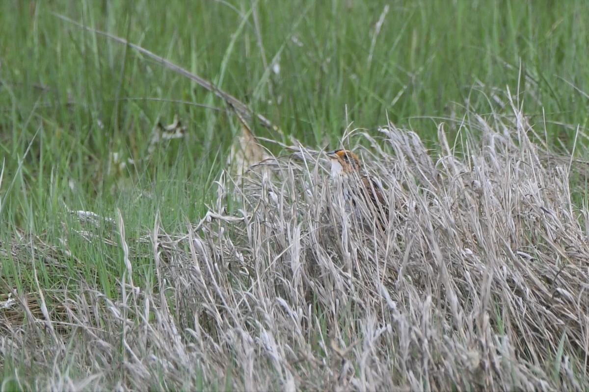 Saltmarsh Sparrow - ML59627331