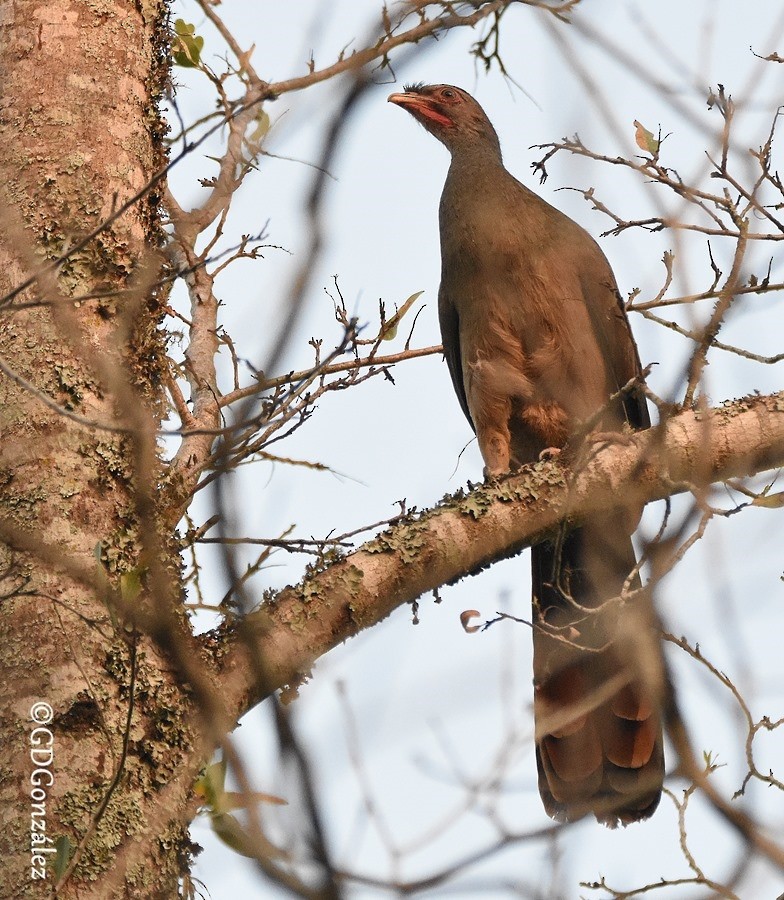 Chaco Chachalaca - ML596273571