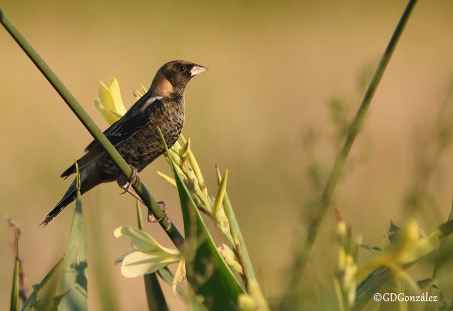 bobolink americký - ML596274681