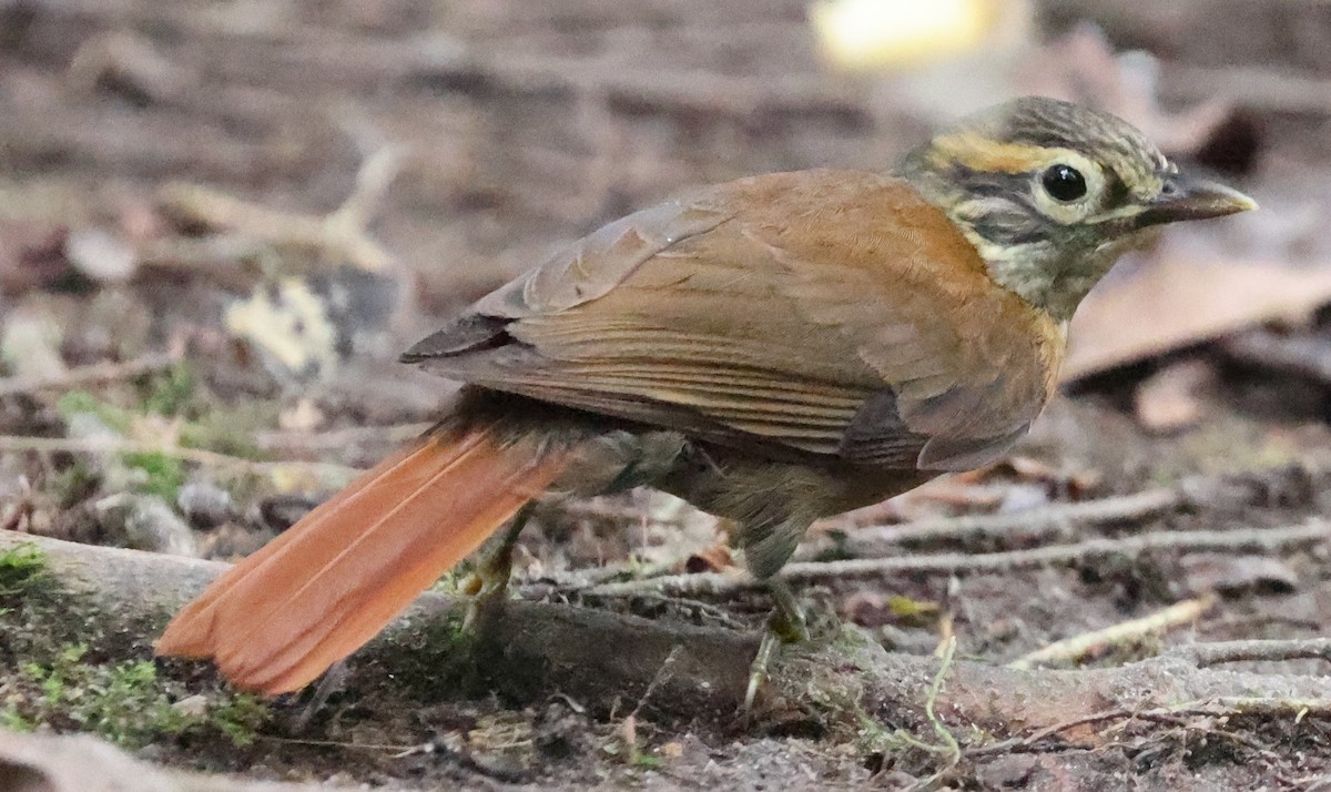 Scaly-throated Foliage-gleaner - ML596276821