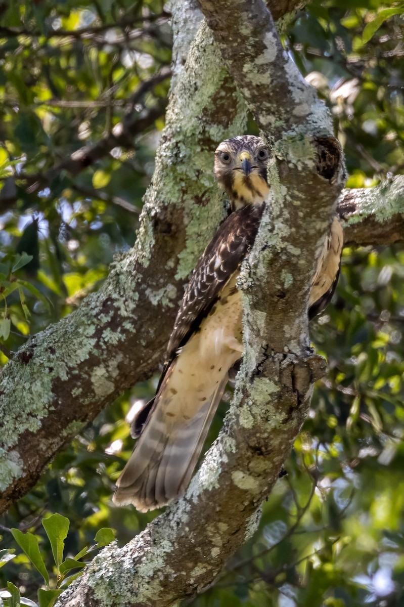 Red-shouldered Hawk - ML596277371
