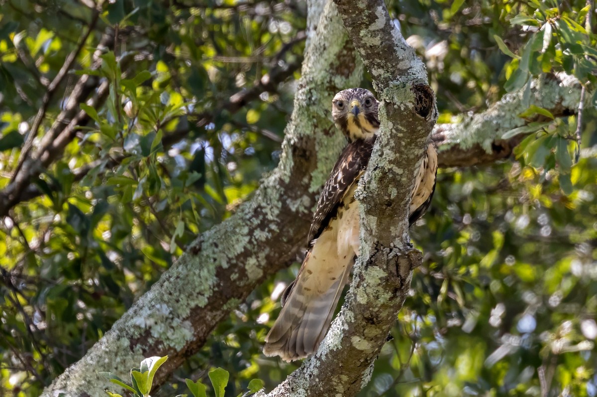 Red-shouldered Hawk - ML596277381